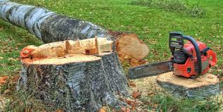Reliable East Rutherford, NJ Tree Services Solutions