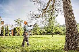 Best Hedge Trimming  in East Rutherford, NJ