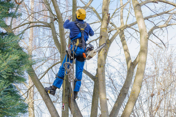  East Rutherford, NJ Tree Services Pros