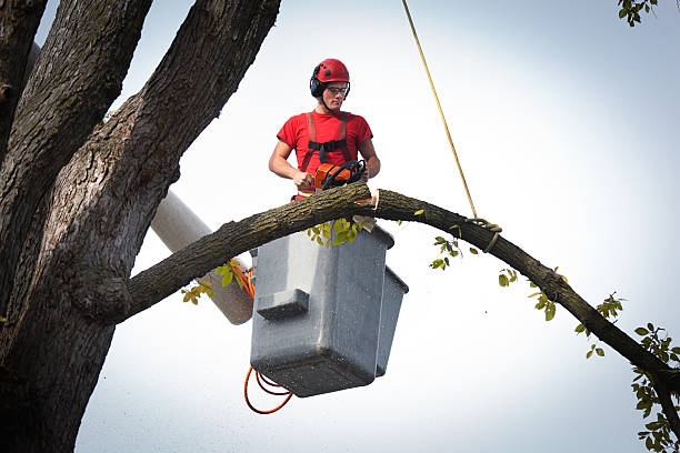 How Our Tree Care Process Works  in  East Rutherford, NJ
