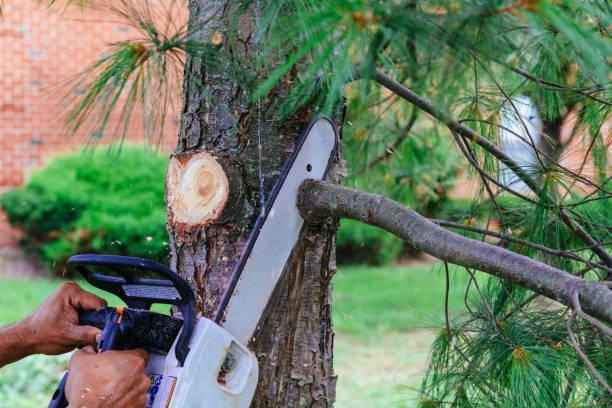 Best Arborist Consultation Services  in East Rutherford, NJ
